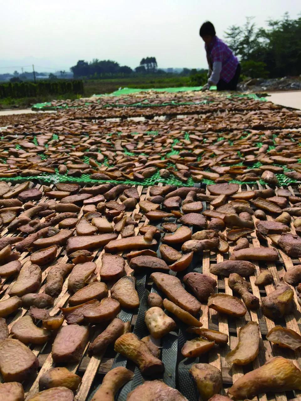 生晒的台山鸡爪芋干(台山市水步镇政府供图).jpg