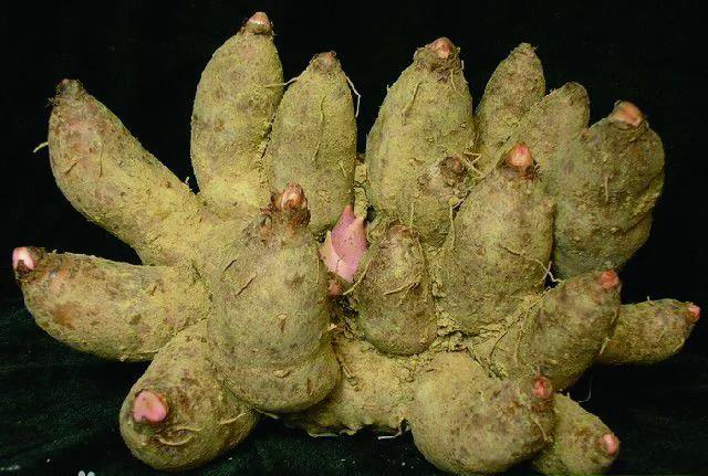新鲜的台山鸡爪芋(图片选自《台山名优特产》).jpg