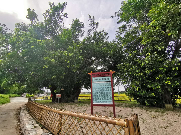 菩提古树公园1.jpg