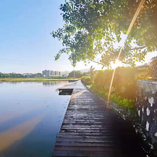 菩提古树公园4.jpg