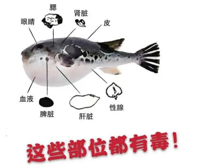 河豚鱼2.png