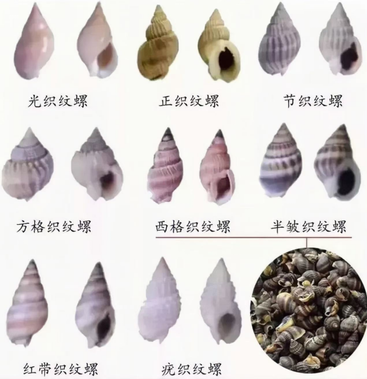 织纹螺.png