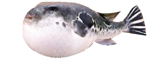 河豚鱼1.png
