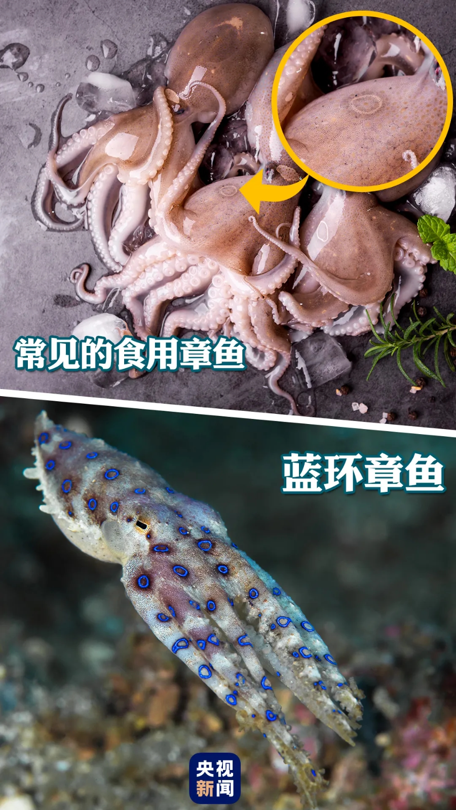 蓝环章鱼.jpg